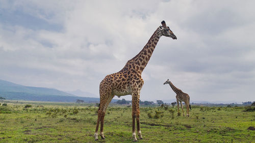 Two giraffes on the background of grass.