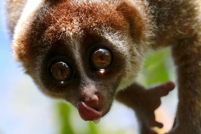 Slow lorises