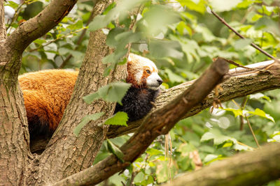 Red panda taking a nap