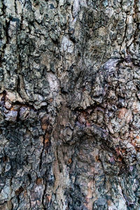 Full frame shot of tree trunk