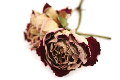 Close-up of flower over white background