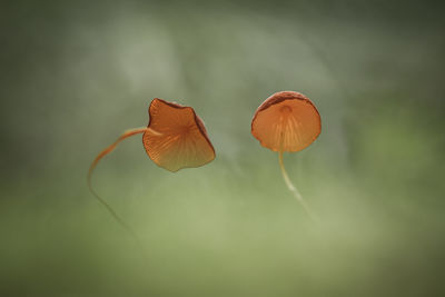Close-up of red flower
