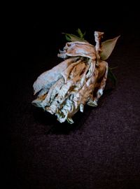 High angle view of dead plant over black background