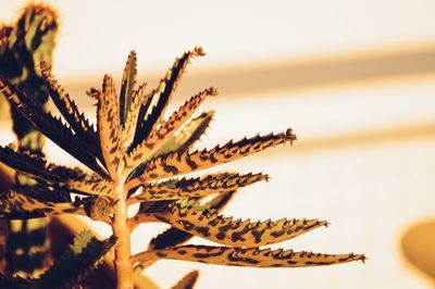 Close-up of dry plant against sky