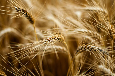 Close-up of wheat growing on field