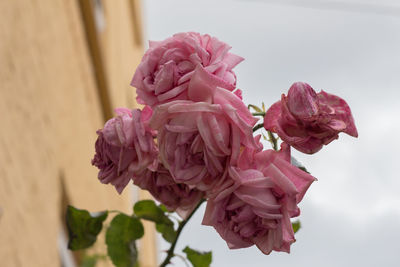 Close-up of pink flower