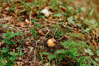 High angle view of mushrooms growing on field