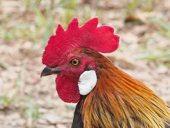 Close-up of rooster