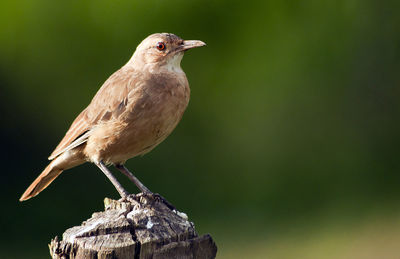 Close-up of bird perching on wood