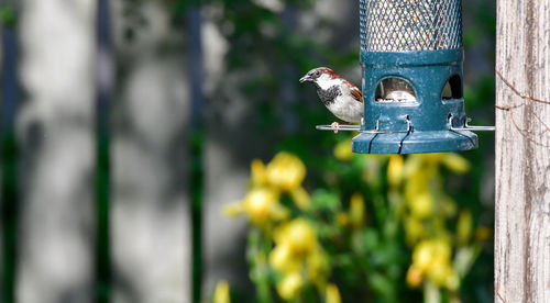 Close-up of bird perching on wood