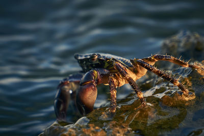 Close-up of crab on rock in sea