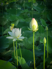 Close-up of lotus water lily