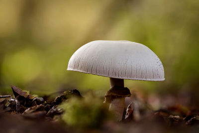 Close-up of mushroom growing on field