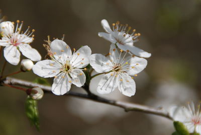 Close-up of white flowers