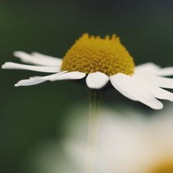 Close-up of yellow flower against blurred background