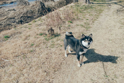 High angle view of dog running on field