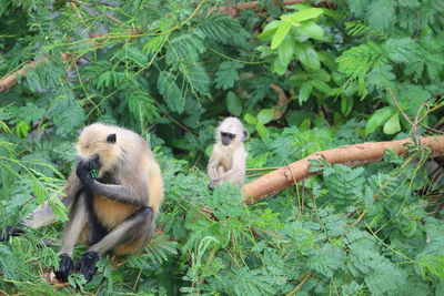 Monkeys in a forest