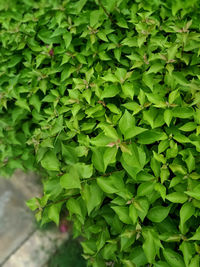 Full frame shot of fresh green plants