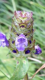 Close-up of purple flower