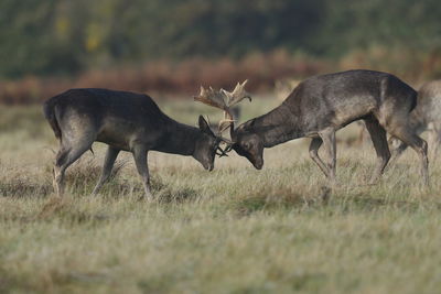 Fallow deer locking horns