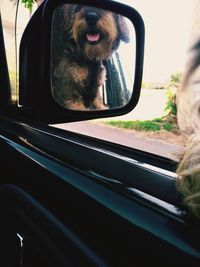 Side view of a dog looking through car window