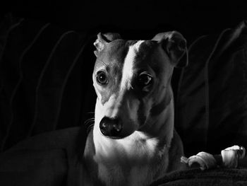 Close-up portrait of dog relaxing on sofa at home