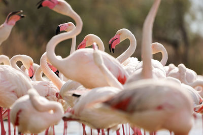 Close-up of swans on field