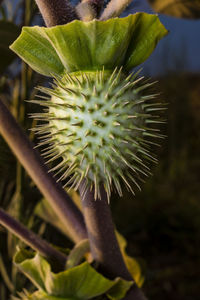 Close-up of succulent plant