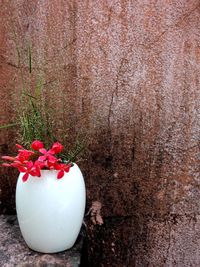 Close-up of pink flowers against wall