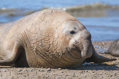 Close-up of elephant