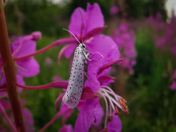 Close-up of butterfly on pink flower