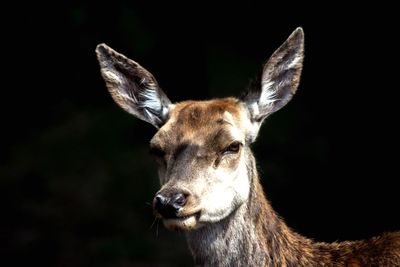 Close-up portrait of deer