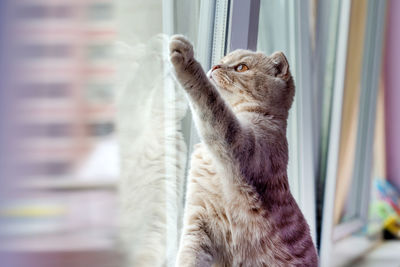Cute scottish fold kitten reaching to something through the window