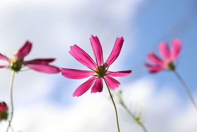 Close-up of pink flowering plant against sky