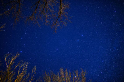 Low angle view of trees against sky at night