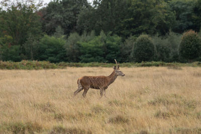 Side view of deer standing on field in forest