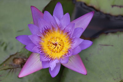 Close-up of purple water lily in pond