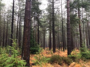 View of trees in forest