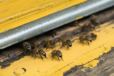 High angle view of bee on wood