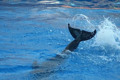 High angle view of dolphin diving into sea