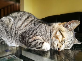 Close-up of cat sleeping