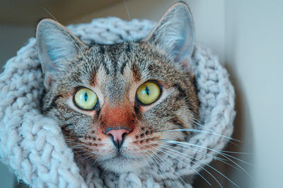 Close-up portrait of a cat