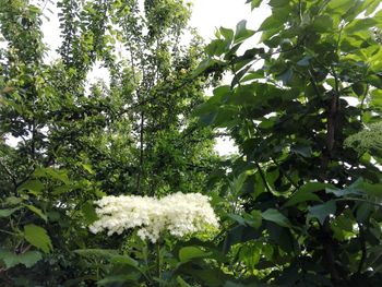 Low angle view of white flowering plant