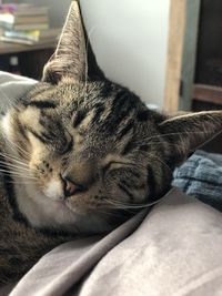 Close-up of a cat sleeping