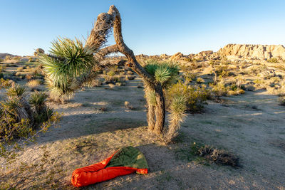 Cactus growing on rock against sky