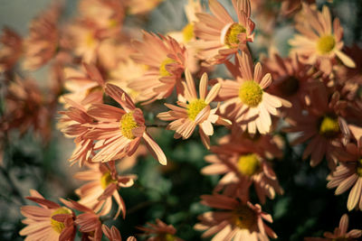 Close-up of yellow flowering plant