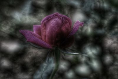 Close-up of pink flower blooming