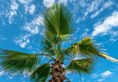 Low angle view of coconut palm tree against sky