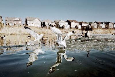 Birds flying over water against sky