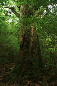 Trees in forest